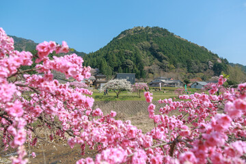 愛知県新城市　しだれ花桃の里
