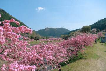 愛知県新城市　しだれ花桃の里