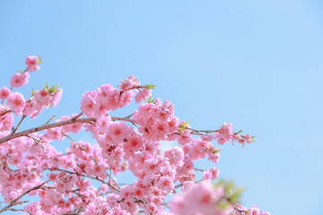 愛知県新城市　しだれ花桃の里