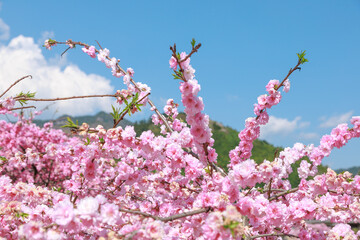 愛知県新城市　しだれ花桃の里
