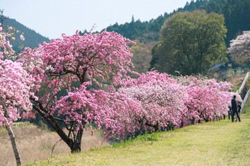 愛知県新城市　しだれ花桃の里
