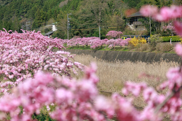 愛知県新城市　しだれ花桃の里
