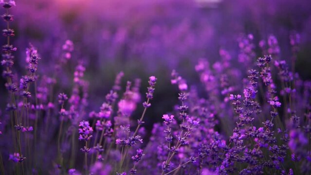 Blooming lavender field. Beautiful purple flowers. Regional organic cultivation.
