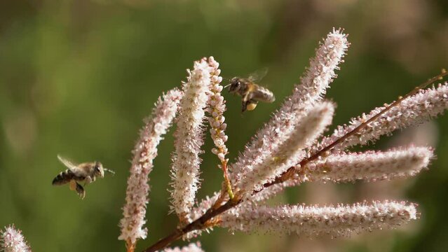 Abejas a c&aacute;mara lenta flores de Tamarix, primavera