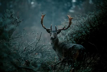 Foto auf Acrylglas Antilope deer in the forest