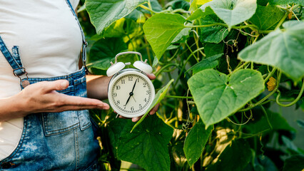 Clocks and seedlings, the concept of planting plants in spring. Work in the spring garden.