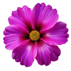Zelfklevend Fotobehang Pink daisy flower © Anand Kumar