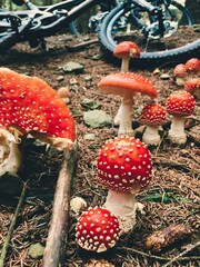 fly agaric mushroom in the forest