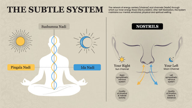 The Subtle SysteVisualizing the Subtle Body System in Indian Ayurveda- A Graphic Representation of Sushumna Nadi, Pingala Nadi, and Ida Nadi-Vector Designm