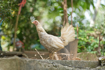 female chicken or big cock relaxing