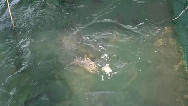 Fish are raised in the sea in Kien Giang province, Vietnam.