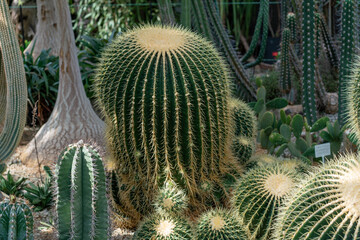 thorn cactus texture background, close up. Golden barrel cactus, golden ball or mother-in-law's...