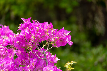 Bougainvillea glabram flower, paperflower. Beautiful magenta bougainvillea tree on sunny spring day