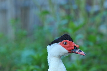 Muscovy duck head close up view with black and red color face