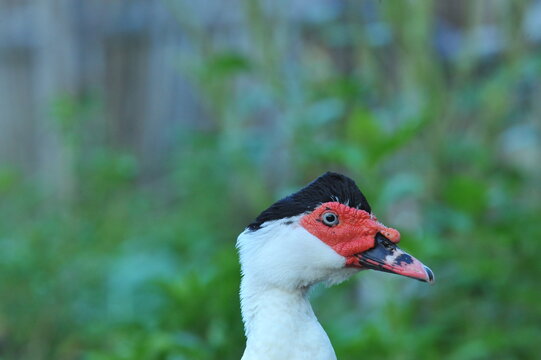 Muscovy duck head close up view with black and red color face