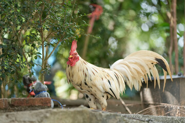 male chicken or big cock relaxing