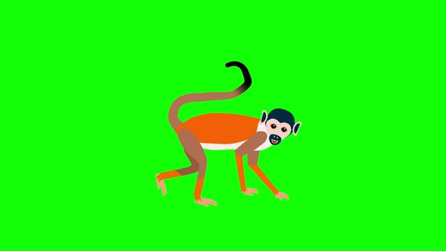 saimiri animation monkey on green screen isolated