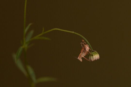 Grasshopper face down, on bud under stalk. 