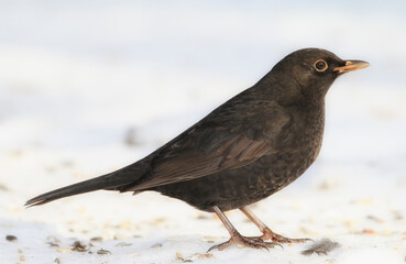 Obraz premium Bird, snow and nature with winter, ice and wildlife for ornithology and birdwatching. Blackbird, closeup and animal. with feather, wings and frost in habitat outdoor for food and europe fauna