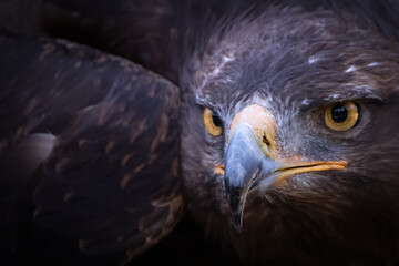 Majestic Eagle Captured in Intense Close-Up Gaze