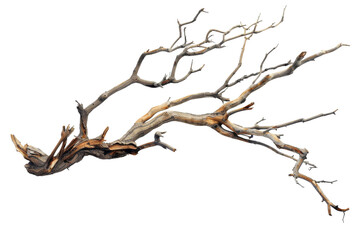 Fototapeta na wymiar Dry Tree Branch on transparent background,