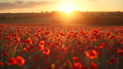 Fototapeta na wymiar Breathtaking landscape of a poppy field at sunset 