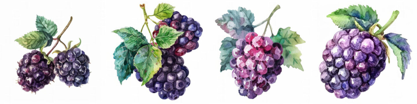 Set of four watercolor illustrations featuring various clusters of grapes with vibrant leaves, ideal for culinary themes, winery-related designs, or natural product backgrounds