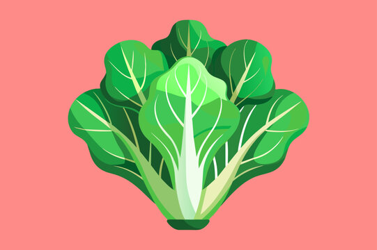 escarole vegetable background