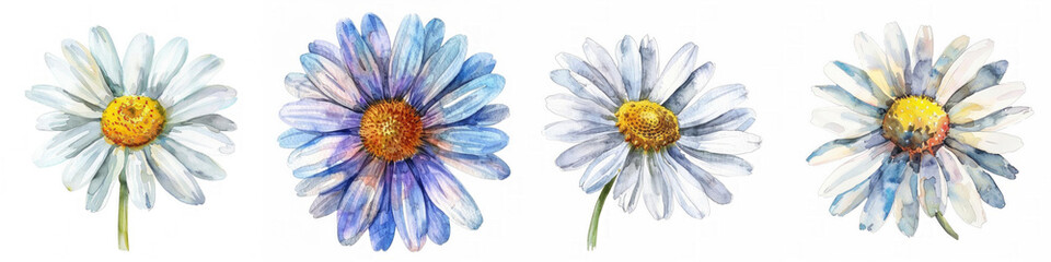 Set of four diverse watercolor daisy illustrations isolated on white, perfect for spring-themed designs with ample space for text
