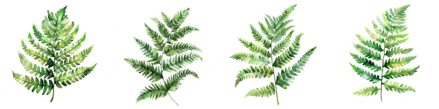 Fototapeta Set of four watercolor fern leaves isolated on white background, with vibrant green hues and space for text, ideal for botanical illustrations and environmental themes