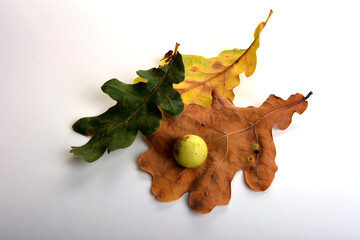 Oak apples on an oak tree. Parasite on plant.