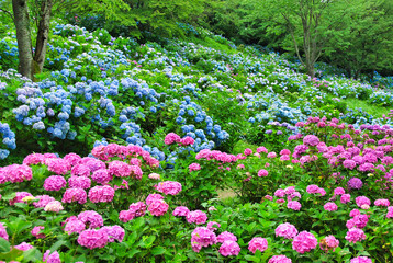 あじさい　埼玉　美の山公園