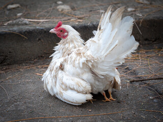 In The Back of Hen with Little Legs