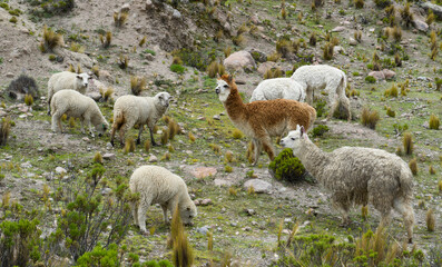 lamas and sheeps in andes © head100v