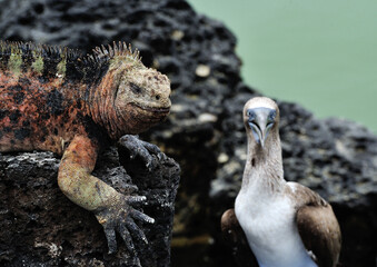 sea iguana and bluefooted booby