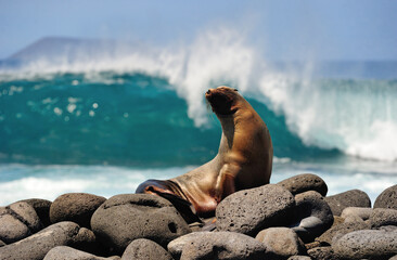 sea lion on galapagos islands