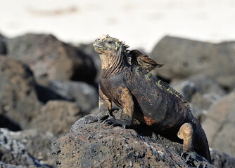 iguana on the stone with finch on the back