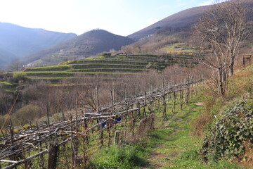 vineyards in autumn, tramonti italy