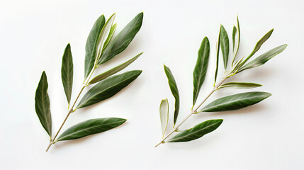 Two fresh olive branches with leaves isolated on white