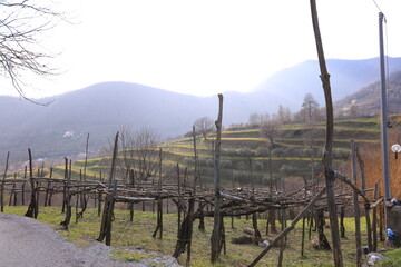 vineyard in autumn, tramonti italy