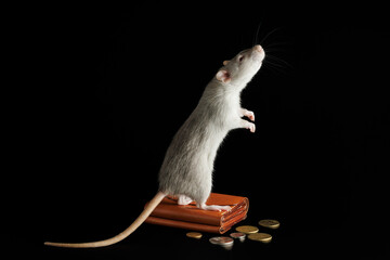 A gray rat stands on a wallet with coins. Mouse and money isolated on a black background. Greedy rodent steals coins - obrazy, fototapety, plakaty
