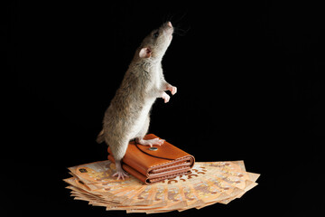 A gray rat is standing on a wallet. Mouse and money isolated on a black background. Rodent on euro...