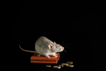 A gray rat lies on a wallet with coins. Mouse and money isolated on a black background. Greedy rodent steals coins - obrazy, fototapety, plakaty