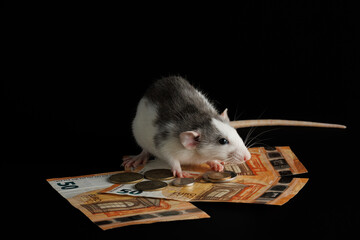 The colored rat is on the wallet. Mouse and euro isolated on black background. Greedy rodent steals paper money - obrazy, fototapety, plakaty