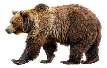 Majestic brown bear standing, cut out - stock png.