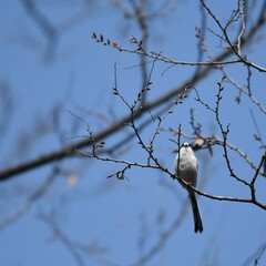 神奈川県の野鳥