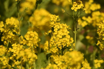 Obraz premium 神奈川県の野鳥