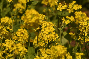 神奈川県の野鳥