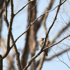 神奈川県の野鳥