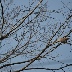 神奈川県の野鳥